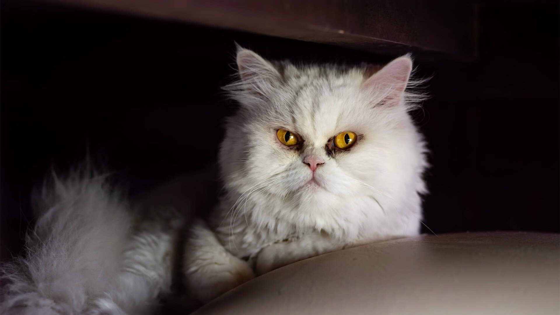 杨瀚森提升罚球命中率关键时刻保持冷静，杨瀚森身高