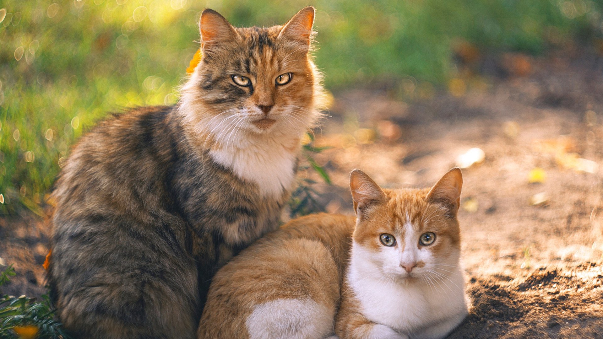 武术套路国家队制定新周期动作训练模板，武术套路全年训练计划