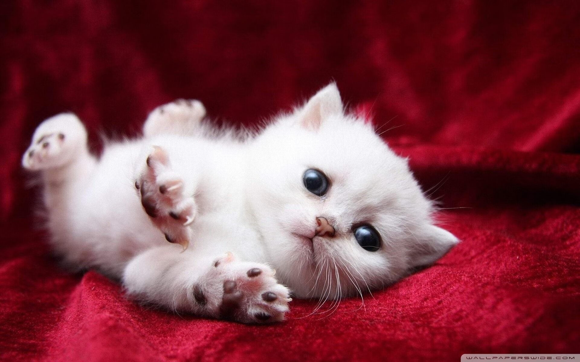 九游官网入口地址-南美足球联合会宣布2026年世界杯预选赛赛制调整，2022世界杯南美预选赛规则